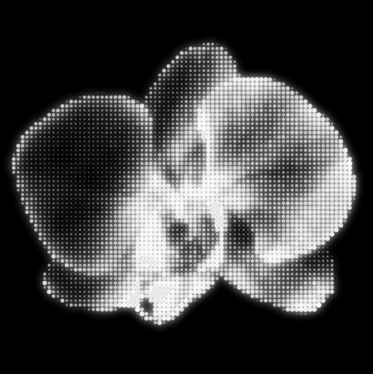 Halftone Orchid